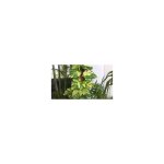 Vivaio garden forest - pot de plantes d'intérieur pothos 18 photo royal potos, potus, photus plante suspendue ... Vivaio garden forest - pot de plantes d'intérieur pothos 18 photo royal potos, potus, photus plante suspendue ...