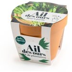 Radis et capucine - pot en terre cuite antique - ail des ours