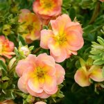 Potentille arbustive double punch peach 'minjaro01' / pot de 1, 5l