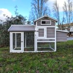 Poulailler faverolles s gris 2  4 poules toit bois ouvrant