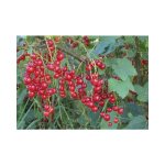 Vivaio garden forest - red ribes rubrum photos relles h 70cm