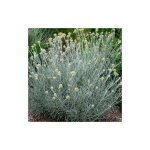 Vivaio garden forest - r�glisse h�licrisium plante 14cm pot