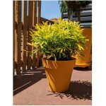 Riviera soleilla bac � fleurs jaune 60 cm diam�tre