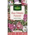 Rose trémière pastorale vilmorin Rose trémière pastorale vilmorin