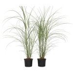 Plant in a box - roseau de chine - set de 2 - miscanthus 'silberspinne' - hauteur 20 - 30cm - ?23cm Plant in a box - roseau de chine - set de 2 - miscanthus 'silberspinne' - hauteur 20 - 30cm - ?23cm