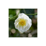 Rosier couvre sol 'opalia'