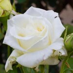 Ppinires naudet - rosier 'jean paul ll'