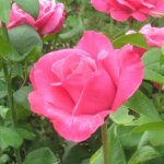 Rosier 'parfum royal�'