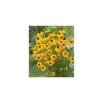 Rudbeckia goldsturm - 3 godets plante vivace Rudbeckia goldsturm - 3 godets plante vivace