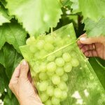 Sacs de protection pour raisins, lot de 100 sacs de protection pour fruits, sac de jardin en filet pour ...
