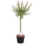Bloomique - salix integra 'flamingo' - saule panaché - plantes de jardin - rustiques - 60 - 80 cm de ... Bloomique - salix integra 'flamingo' - saule panaché - plantes de jardin - rustiques - 60 - 80 cm de ...