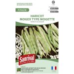 Graines haricot nain � �cosser