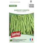 Graines haricot satelit Graines haricot satelit