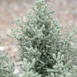 Santoline grise / pot de 3l