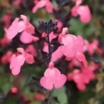 Sauge d'automne mirage? salmon / pot de 3l