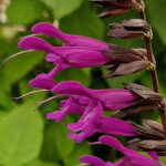 Sauge du paraguay black and bloom / pot de 3l