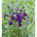 Sauge violette de loire - 3 godets plante vivace
