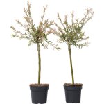 Saule crevette, salix integra 'flamingo', 2pcs. , hauteur 60cm
