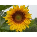 Semences tournesol jaune 500 ? fleurs jardin pour bordures, pots et massifs �t�