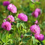Semences tr�fle rouge 500g ? gazon naturel et engrais vert 15 - 20 m�, id�al jardin et pelouse