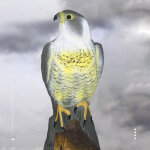 Serbia ? leurre effaroucheur d'oiseaux en forme de faucon 41 cm ? mat�riau r�sistant aux intemp�ries ...