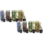 Plant in a box - plantes fruitires - set de 8 - actinidia, vaccinium, lycium - h25 - 40cm - ?9cm