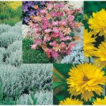 Offre sp�ciale lot de 9 vivaces - plante vivace