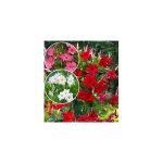 Offre speciale dipladenias - 3 pots - plante annuelle