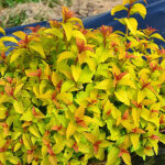 Spir�e du japon merlo� gold ' davcop04' / pot de 3l