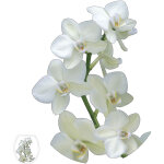 Sticker abattant wc orchide jaune, branche verte, fleur fraiche, 33x38cm, dcoration toilettes maison ...