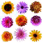Sticker fleurs multicolores - 1 planche 30 x 30 cm