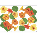 Plage - sticker mural d�coratif avec 2 photos r�alistes de capucine, 21, 9 cm x 29, 7 cm, d�coration ...