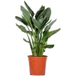 Strelitzia reginae - oiseau de paradis - fleur de paradis - plantes d'intrieur - dpolluante - entretien ...