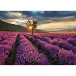 Tableau �t� paysage du sud pour couloir | tableau violet champ de lavande pour salon | tableau sur toile ...