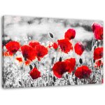 Tableau sur toile coquelicots fleurs rouge nature 60x40