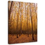 Tableau sur toile for�t de bouleaux feuilles jaune 40x60