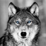 Tableau sur toile loup aux yeux bleus 30x30 cm - impression sur toile murale décorative - image imprimée ... Tableau sur toile loup aux yeux bleus 30x30 cm - impression sur toile murale décorative - image imprimée ...