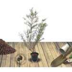 Tamaris d'�t� ramosissima rubra / pot de 4l