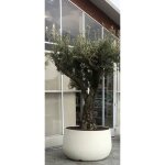 Telcom - jardini�re urbaine acaya 78 pour grandes plantes en r�sine - couleur : pearl white - colore: ...