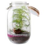 Radis et capucine - terrarium  faire soi mme - fougres et flamant rose