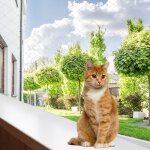 Tolletour - filet de protection pour chat filet pour chats autres accessoires pour chats filet de scurit ...