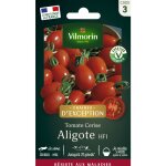 Tomate aligote hf1 - graines d'exception vilmorin
