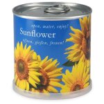 Tournesol  faire pousser en boite