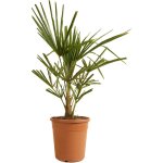 Trachycarpus fortunei ? palmier chanvre ? palmier rustique ? plantes de jardin ? 60 - 80 cm de haut ? ...
