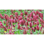 Tr�fle incarnat engrais vert 500gr vilmorin - 200m2