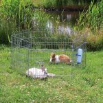 Trixie - enclos pour lapin  126  58 cm.