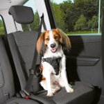 Harnais pour voiture dog confort s - m pour chien trixie