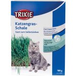 Herbe à chat en graines Herbe à chat en graines