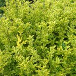 Tro�ne de californie dor�, ligustrum / pot de 3l