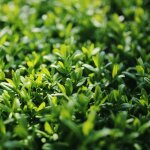 Tro�ne commun atrovirens / pot de 4l